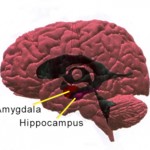 Hippocampus och amygdala